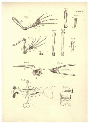 Reproducción/Reproduction 6254235761: Illustrations of zoology: invertebrates & vertebrates EdinburghY.J. Pentland,1889