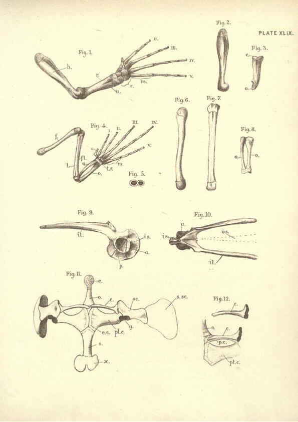 Reproducción/Reproduction 6254235761: Illustrations of zoology: invertebrates & vertebrates EdinburghY.J. Pentland,1889