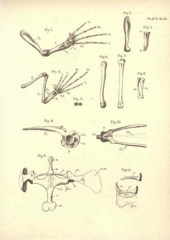Reproducción/Reproduction 6254235761: Illustrations of zoology: invertebrates & vertebrates EdinburghY.J. Pentland,1889