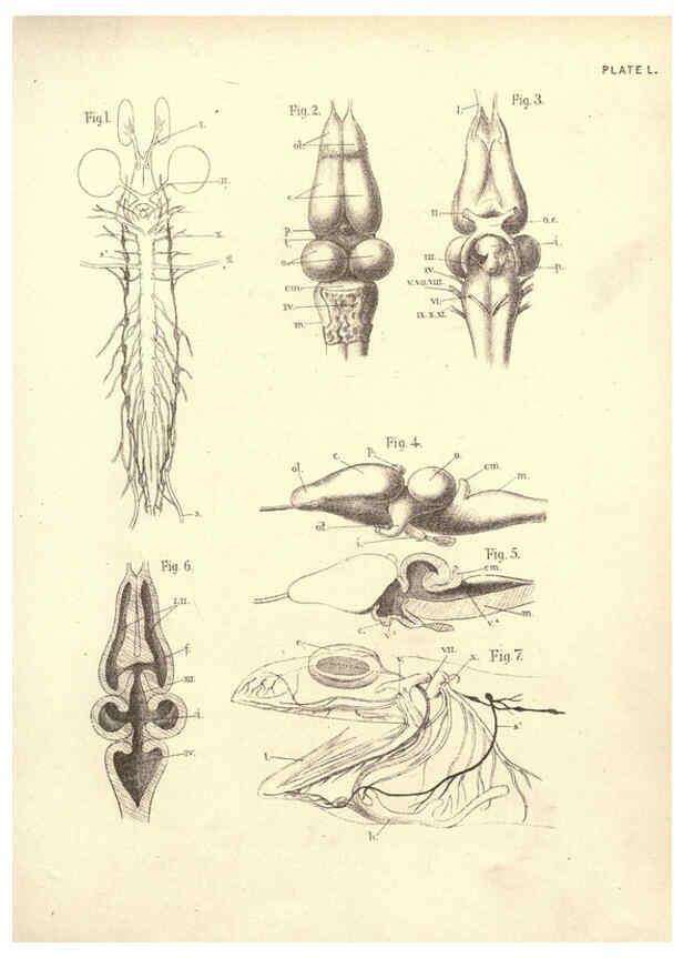 Reproducción/Reproduction 6254767132: Illustrations of zoology: invertebrates & vertebrates EdinburghY.J. Pentland,1889