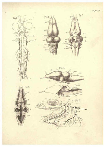 Reproducción/Reproduction 6254767132: Illustrations of zoology: invertebrates & vertebrates EdinburghY.J. Pentland,1889