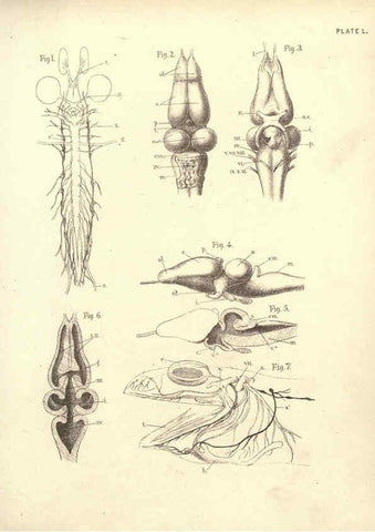 Reproducción/Reproduction 6254767132: Illustrations of zoology: invertebrates & vertebrates EdinburghY.J. Pentland,1889