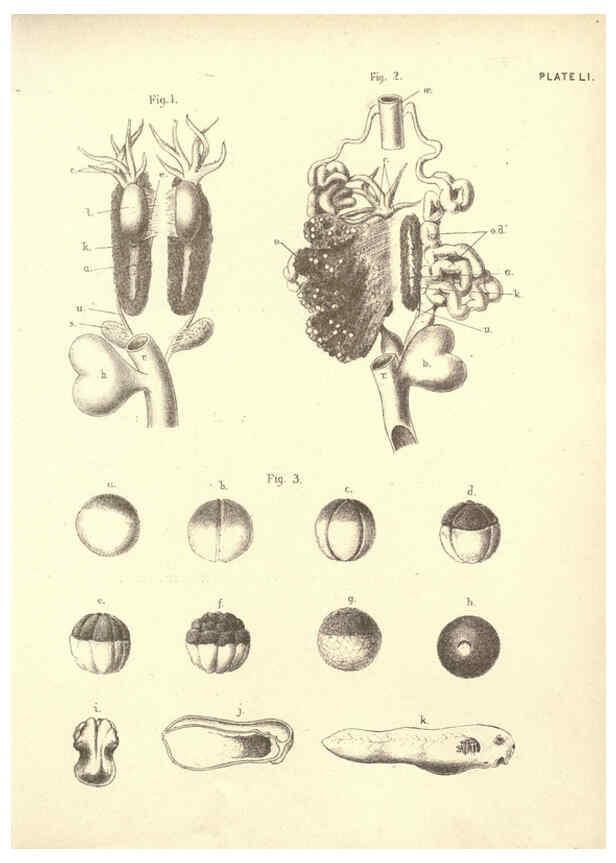 Reproducción/Reproduction 6254767386: Illustrations of zoology: invertebrates & vertebrates EdinburghY.J. Pentland,1889