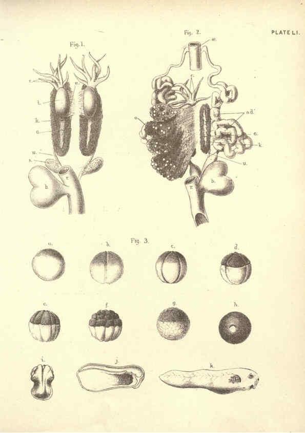 Reproducción/Reproduction 6254767386: Illustrations of zoology: invertebrates & vertebrates EdinburghY.J. Pentland,1889