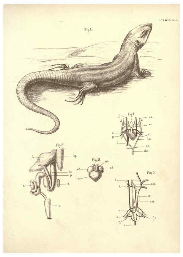 Reproducción/Reproduction 6254236537: Illustrations of zoology: invertebrates & vertebrates EdinburghY.J. Pentland,1889