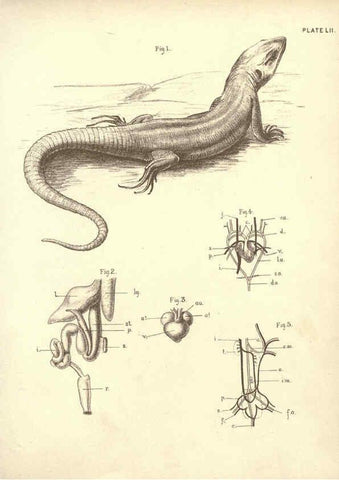 Reproducción/Reproduction 6254236537: Illustrations of zoology: invertebrates & vertebrates EdinburghY.J. Pentland,1889