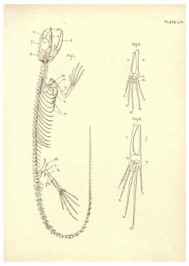 Reproducción/Reproduction 6254236763: Illustrations of zoology: invertebrates & vertebrates EdinburghY.J. Pentland,1889