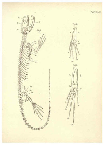 Reproducción/Reproduction 6254236763: Illustrations of zoology: invertebrates & vertebrates EdinburghY.J. Pentland,1889