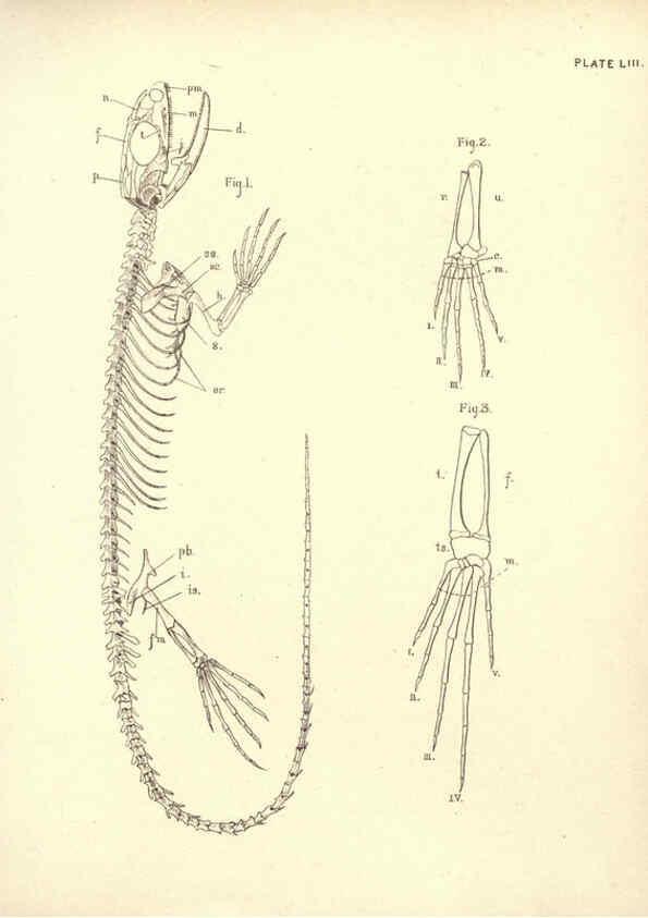 Reproducción/Reproduction 6254236763: Illustrations of zoology: invertebrates & vertebrates EdinburghY.J. Pentland,1889