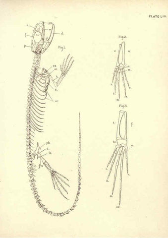 Reproducción/Reproduction 6254236763: Illustrations of zoology: invertebrates & vertebrates EdinburghY.J. Pentland,1889