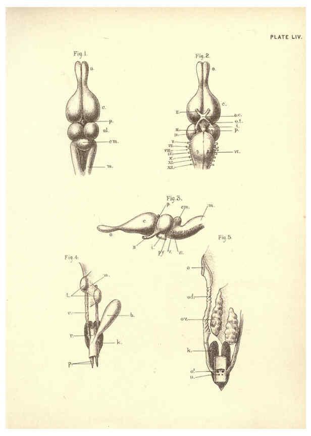 Reproducción/Reproduction 6254768090: Illustrations of zoology: invertebrates & vertebrates EdinburghY.J. Pentland,1889