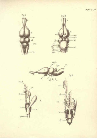 Reproducción/Reproduction 6254768090: Illustrations of zoology: invertebrates & vertebrates EdinburghY.J. Pentland,1889