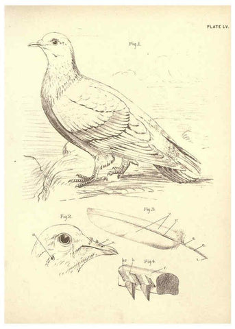 Reproducción/Reproduction 6254237325: Illustrations of zoology: invertebrates & vertebrates EdinburghY.J. Pentland,1889