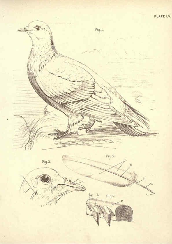 Reproducción/Reproduction 6254237325: Illustrations of zoology: invertebrates & vertebrates EdinburghY.J. Pentland,1889