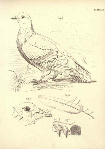 Reproducción/Reproduction 6254237325: Illustrations of zoology: invertebrates & vertebrates EdinburghY.J. Pentland,1889