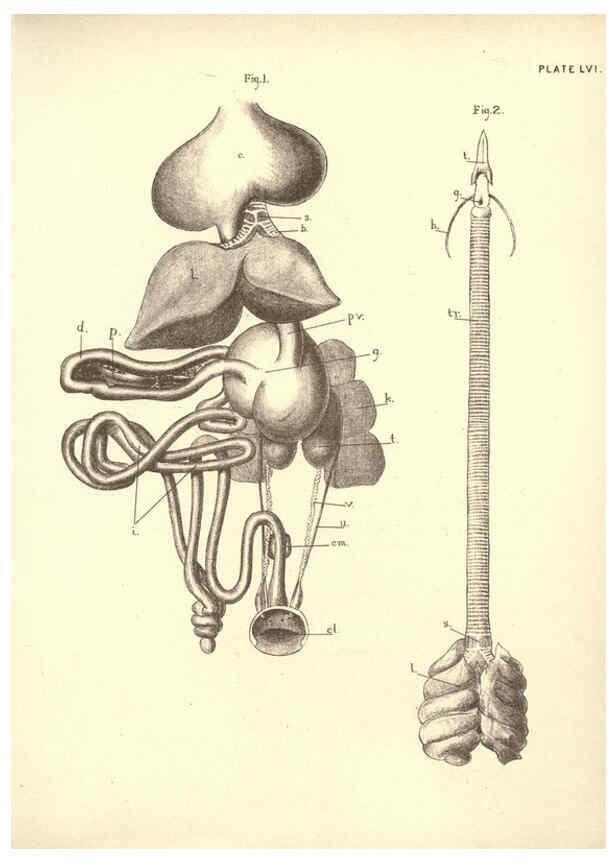Reproducción/Reproduction 6254768624: Illustrations of zoology: invertebrates & vertebrates EdinburghY.J. Pentland,1889