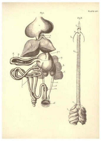 Reproducción/Reproduction 6254768624: Illustrations of zoology: invertebrates & vertebrates EdinburghY.J. Pentland,1889