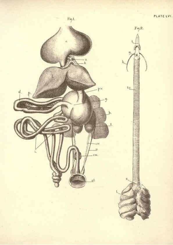 Reproducción/Reproduction 6254768624: Illustrations of zoology: invertebrates & vertebrates EdinburghY.J. Pentland,1889