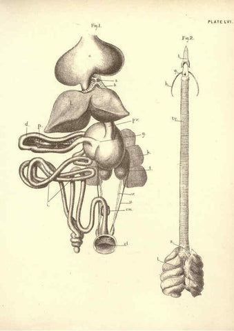 Reproducción/Reproduction 6254768624: Illustrations of zoology: invertebrates & vertebrates EdinburghY.J. Pentland,1889