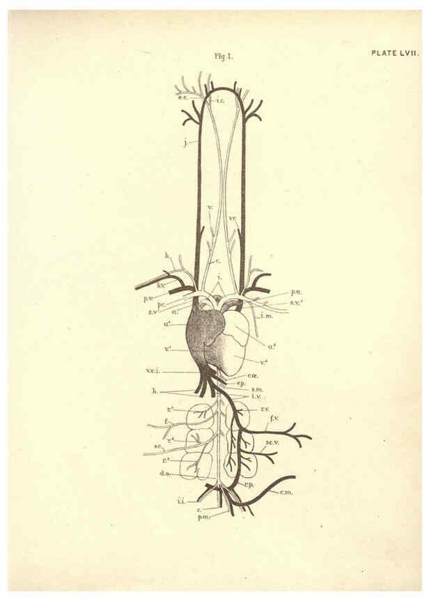Reproducción/Reproduction 6254768838: Illustrations of zoology: invertebrates & vertebrates EdinburghY.J. Pentland,1889