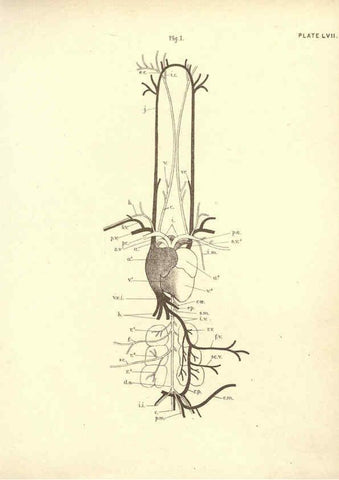 Reproducción/Reproduction 6254768838: Illustrations of zoology: invertebrates & vertebrates EdinburghY.J. Pentland,1889