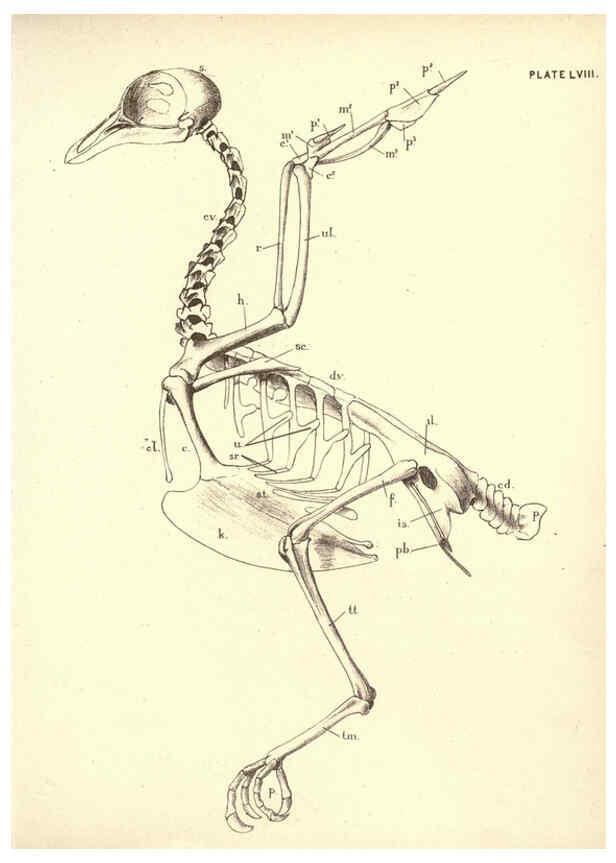 Reproducción/Reproduction 6254238085: Illustrations of zoology: invertebrates & vertebrates EdinburghY.J. Pentland,1889