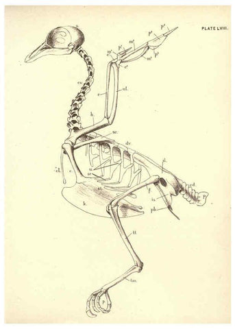 Reproducción/Reproduction 6254238085: Illustrations of zoology: invertebrates & vertebrates EdinburghY.J. Pentland,1889
