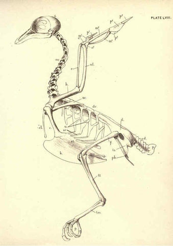 Reproducción/Reproduction 6254238085: Illustrations of zoology: invertebrates & vertebrates EdinburghY.J. Pentland,1889