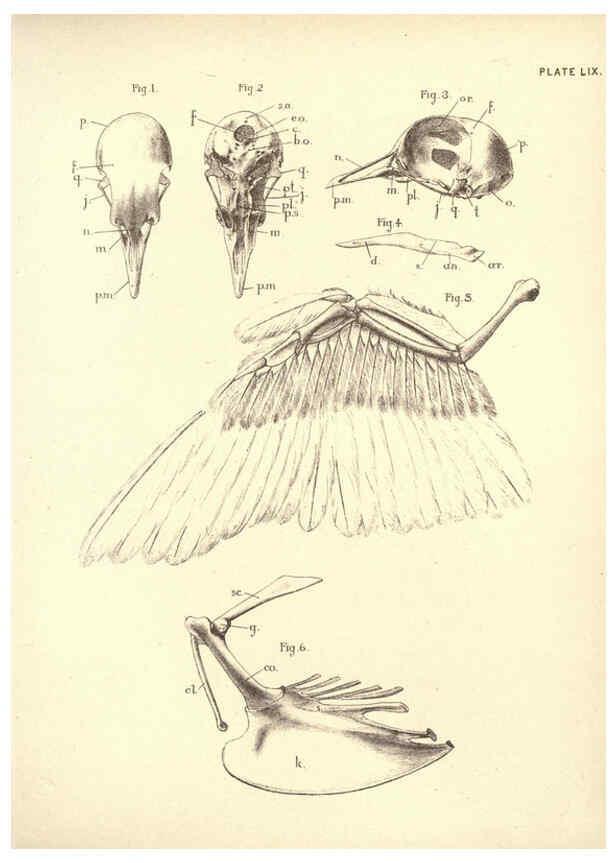 Reproducción/Reproduction 6254238381: Illustrations of zoology: invertebrates & vertebrates EdinburghY.J. Pentland,1889