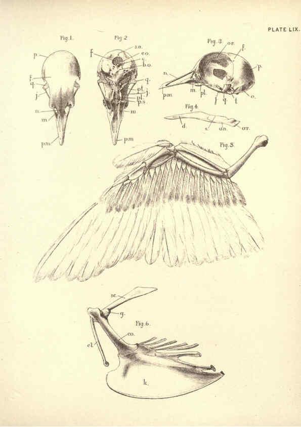 Reproducción/Reproduction 6254238381: Illustrations of zoology: invertebrates & vertebrates EdinburghY.J. Pentland,1889