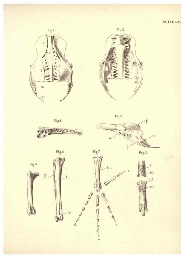Reproducción/Reproduction 6254238707: Illustrations of zoology: invertebrates & vertebrates EdinburghY.J. Pentland,1889
