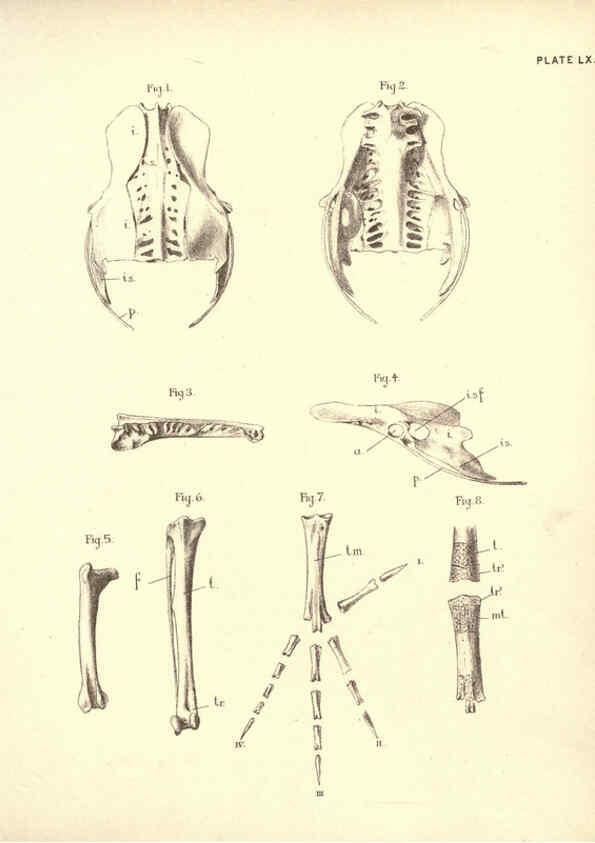 Reproducción/Reproduction 6254238707: Illustrations of zoology: invertebrates & vertebrates EdinburghY.J. Pentland,1889