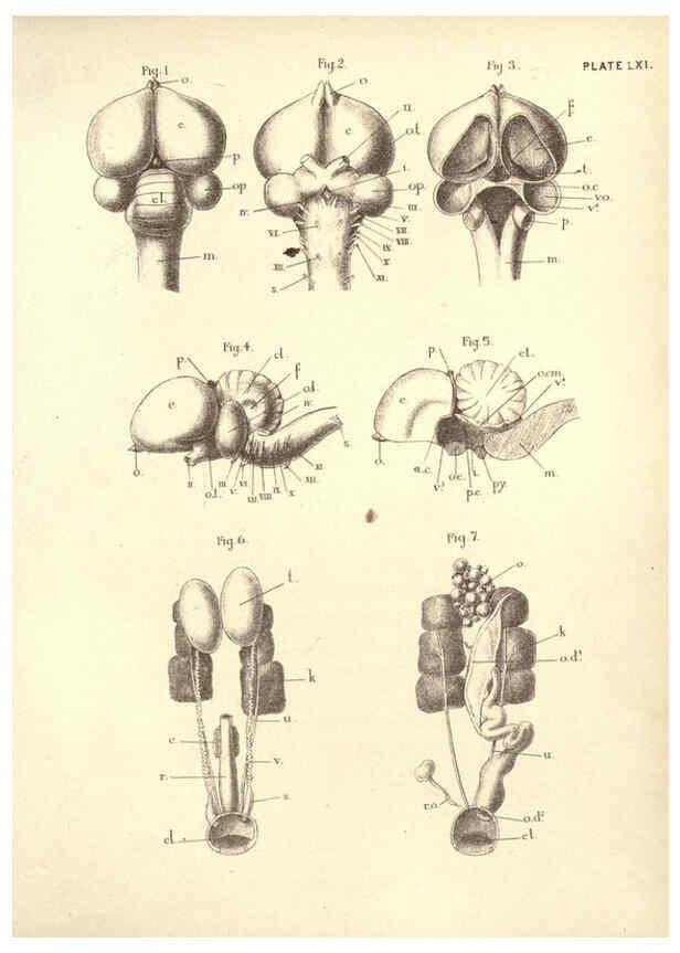 Reproducción/Reproduction 6254239043: Illustrations of zoology: invertebrates & vertebrates EdinburghY.J. Pentland,1889