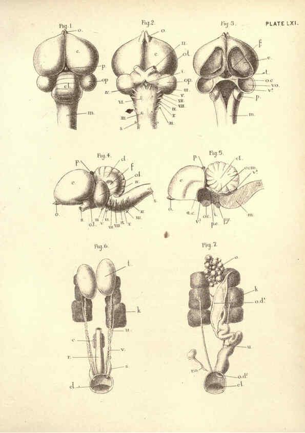 Reproducción/Reproduction 6254239043: Illustrations of zoology: invertebrates & vertebrates EdinburghY.J. Pentland,1889