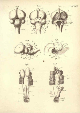 Reproducción/Reproduction 6254239043: Illustrations of zoology: invertebrates & vertebrates EdinburghY.J. Pentland,1889