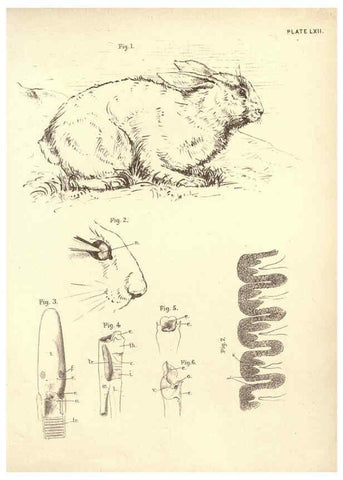 Reproducción/Reproduction 6254239263: Illustrations of zoology: invertebrates & vertebrates EdinburghY.J. Pentland,1889