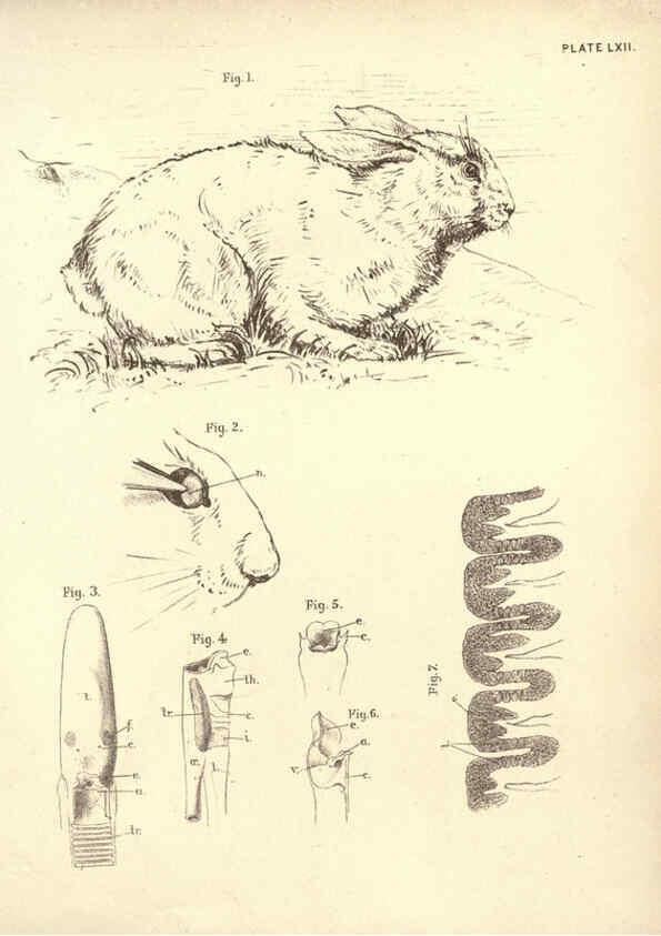Reproducción/Reproduction 6254239263: Illustrations of zoology: invertebrates & vertebrates EdinburghY.J. Pentland,1889