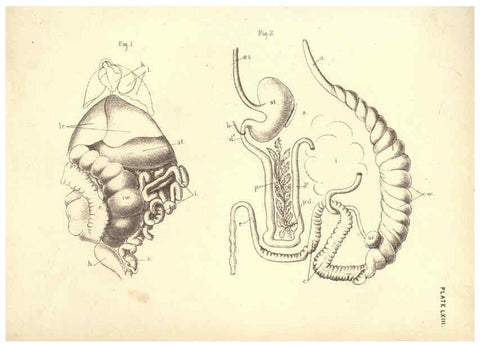 Reproducción/Reproduction 6254239525: Illustrations of zoology: invertebrates & vertebrates EdinburghY.J. Pentland,1889