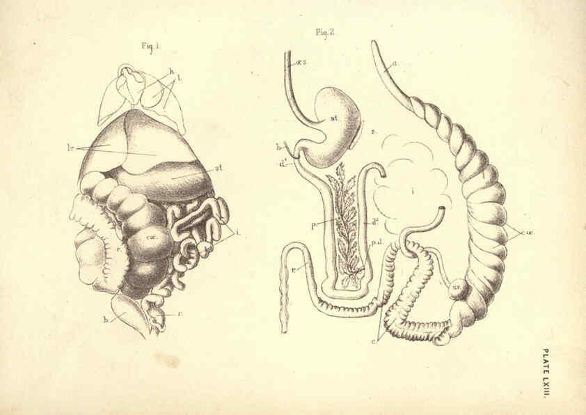 Reproducción/Reproduction 6254239525: Illustrations of zoology: invertebrates & vertebrates EdinburghY.J. Pentland,1889