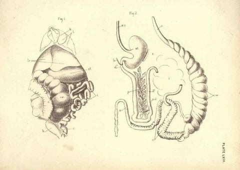 Reproducción/Reproduction 6254239525: Illustrations of zoology: invertebrates & vertebrates EdinburghY.J. Pentland,1889