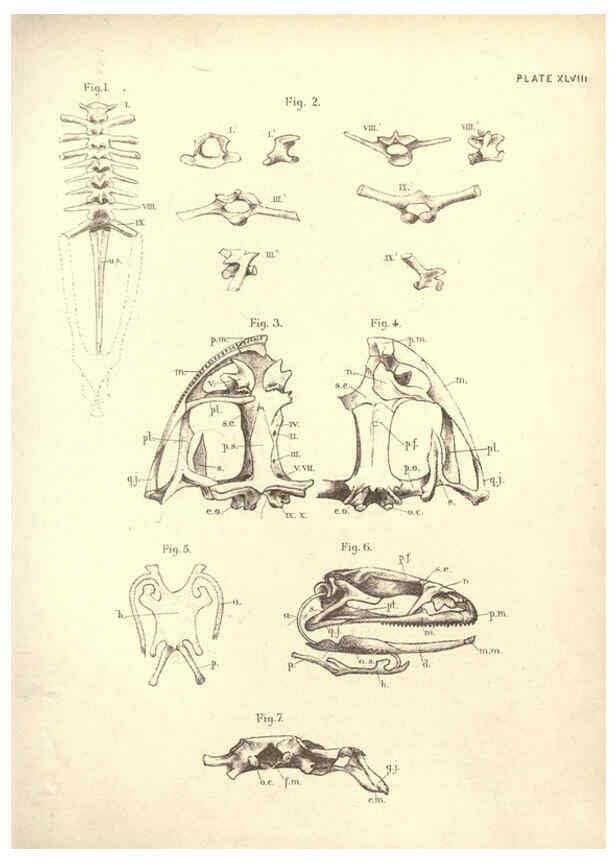 Reproducción/Reproduction 6254766560: Illustrations of zoology: invertebrates & vertebrates EdinburghY.J. Pentland,1889