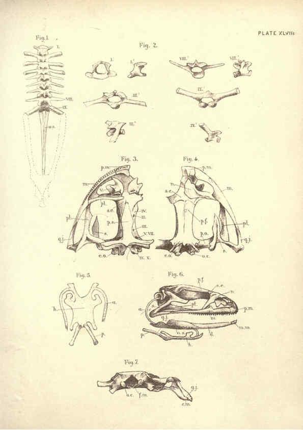 Reproducción/Reproduction 6254766560: Illustrations of zoology: invertebrates & vertebrates EdinburghY.J. Pentland,1889