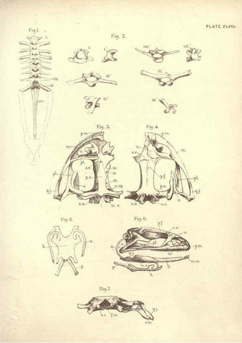 Reproducción/Reproduction 6254766560: Illustrations of zoology: invertebrates & vertebrates EdinburghY.J. Pentland,1889