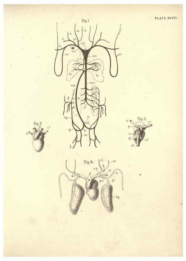 Reproducción/Reproduction 6254235255: Illustrations of zoology: invertebrates & vertebrates EdinburghY.J. Pentland,1889