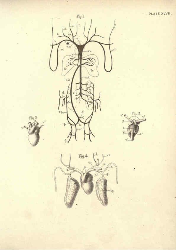 Reproducción/Reproduction 6254235255: Illustrations of zoology: invertebrates & vertebrates EdinburghY.J. Pentland,1889