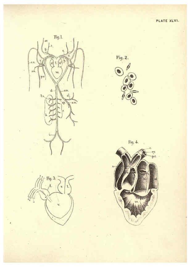 Reproducción/Reproduction 6254766084: Illustrations of zoology: invertebrates & vertebrates EdinburghY.J. Pentland,1889