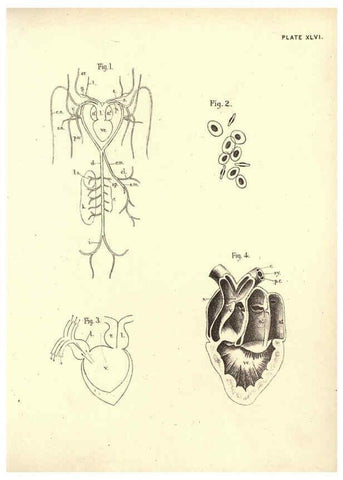 Reproducción/Reproduction 6254766084: Illustrations of zoology: invertebrates & vertebrates EdinburghY.J. Pentland,1889