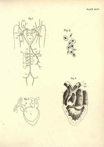 Reproducción/Reproduction 6254766084: Illustrations of zoology: invertebrates & vertebrates EdinburghY.J. Pentland,1889