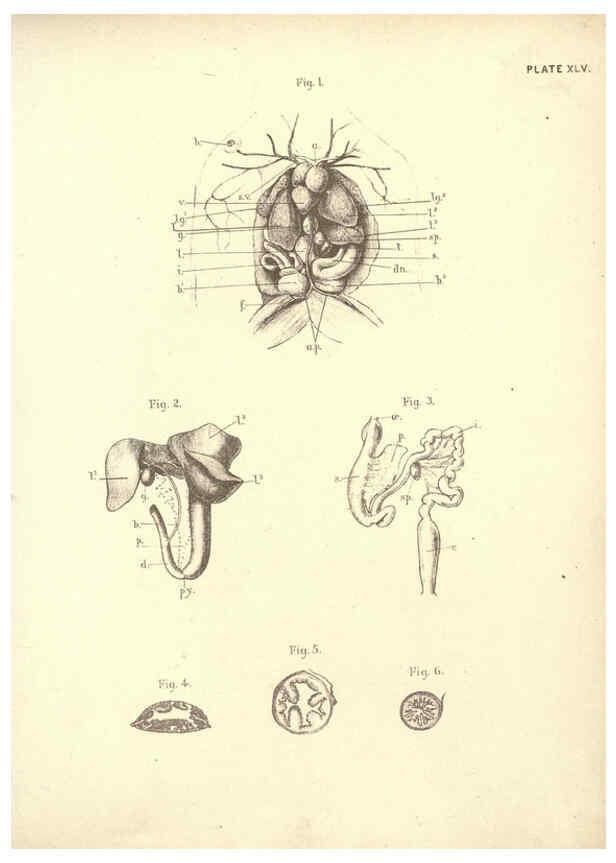 Reproducción/Reproduction 6254765742: Illustrations of zoology: invertebrates & vertebrates EdinburghY.J. Pentland,1889