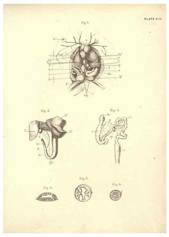 Reproducción/Reproduction 6254765742: Illustrations of zoology: invertebrates & vertebrates EdinburghY.J. Pentland,1889